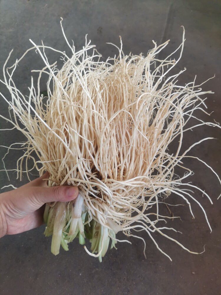 新鲜云南苤菜根做佤傣味舂菜凉拌大韭月子乳母菜德宏瑞丽带泥发货