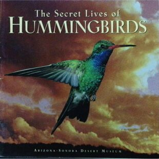 蜂鸟的秘密生活英语原版书绘本自然科普适读710岁Hummingbirds探索蜂鸟世界了解生活习性与环境关系精美插图生动文字适合对自然