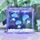 水母活物家养宠物水母发光桌面缸学生儿童无毒好养小宠物海洋动物