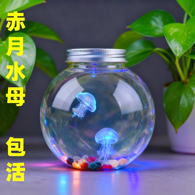 包活水母活物宠物桌面儿童礼物