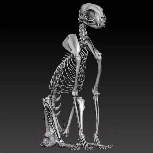 写实动物猫坐姿骨头骨架GK白模zbrush原型3d打印模型图纸stl文件