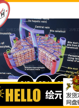 肝脏的显微解剖医学微观血管3D模型blender建模C4D素材OBJ 1424