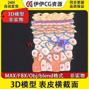 3D模型素材3Dmax文件医学结构表皮肤解剖皮下组织腺体横截面PBR