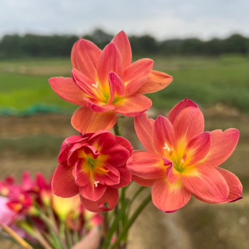 满18包邮 多年生风雨兰球根胖丽丽韭兰韭莲花苗庭院阳台耐热四季