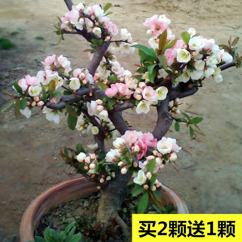 重瓣日本树苗盆景老桩观花植物