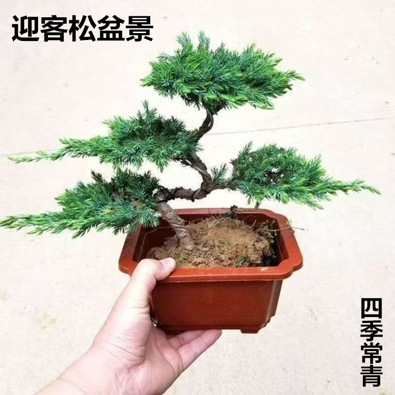 迎客松造型盆景四季常青盆栽