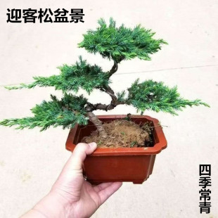 造型盆景迎客松造型盆景四季常青盆栽松柏地柏室内盆景办公室盆景