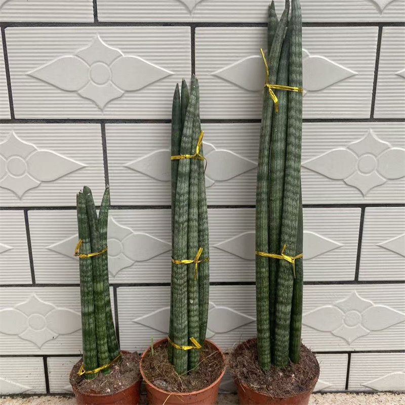 佛前香虎皮兰盆栽绿植室内好养易活防辐射植物可爱稀有棒叶虎尾兰