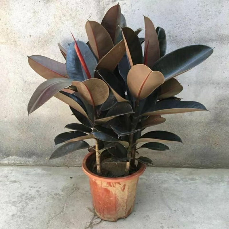 绿植黑金刚盆景花卉懒人盆栽橡皮树家庭进空气好养办公室四季常青