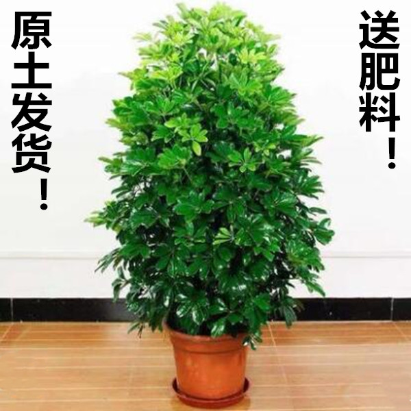 八方来财鸭脚木盆栽易活植物办公室内绿植七叶莲净化空气花吸甲醛