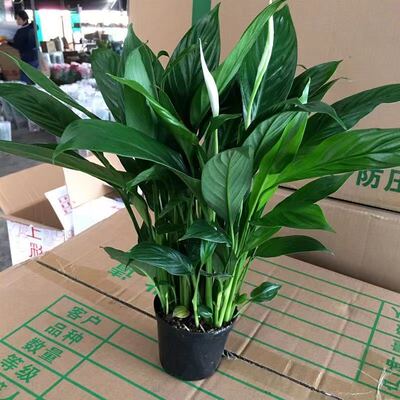 白掌一帆风顺盆栽带花水培植物
