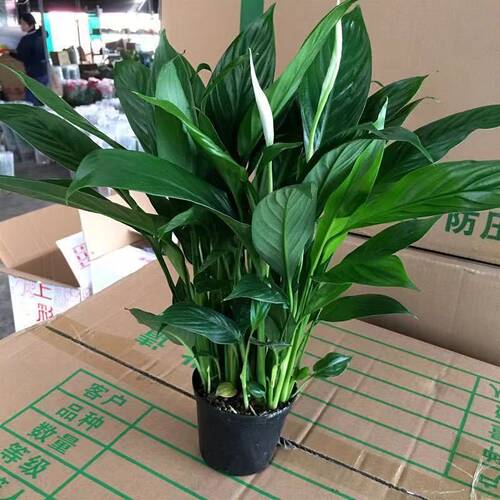 白掌一帆风顺盆栽带花水培植物