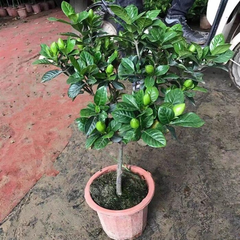 阳台室内盆栽栀子花 大叶小叶桅子花苗 独杆栀子花 牡丹栀子包邮