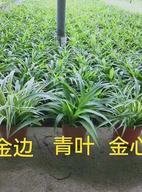吊兰金边金心桌面吸甲醛好养活