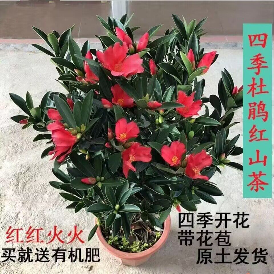 四季茶花杜鹃红山茶名贵绿植