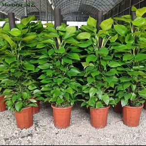大叶绿萝柱状客厅大绿植净化空气