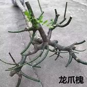 龙爪槐树苗 垂槐树盘槐黄金槐树苗金枝槐树 金枝国槐树苗庭院种植