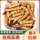 冬虫夏草干货正宗 克 断虫草可泡酒 三根 2025藏区冬虫夏草大断草
