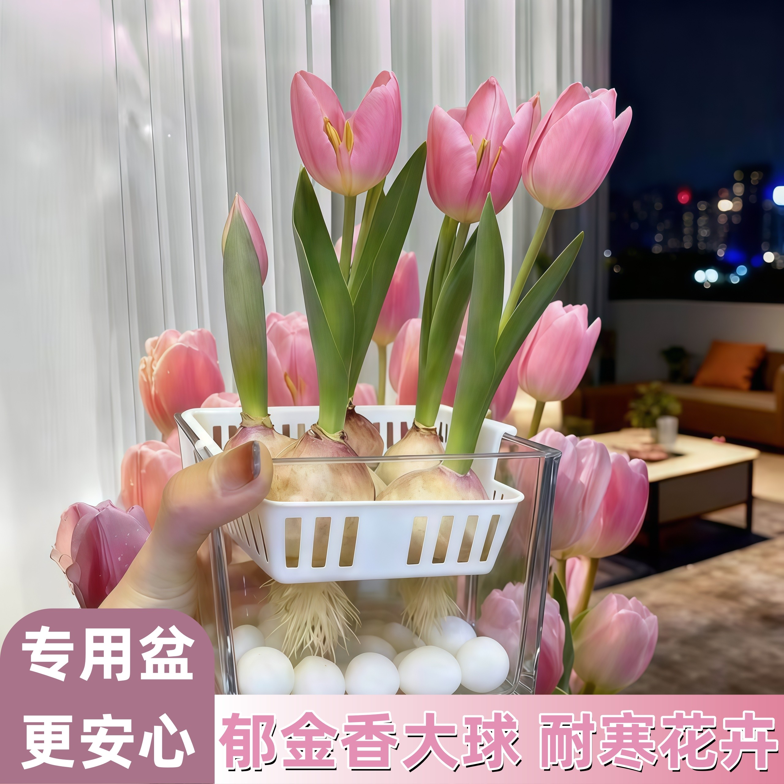 郁金香种球水培花卉植物室内花四季开花种子盆栽花苗土培水养好活,鲜花速递/花卉仿真/绿植园艺,时令草本花卉,淘宝优惠券,粉丝福利购,淘宝优惠卷