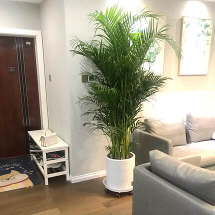 富贵椰子【带白盆带土】盆栽绿植大型客厅室内卧室除甲醛室内