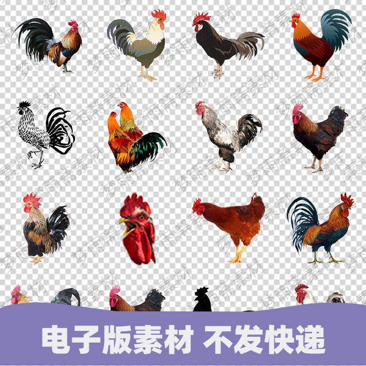 彩色羽毛漂亮骄傲的大公鸡png格式免抠元素透明底图片设计素材