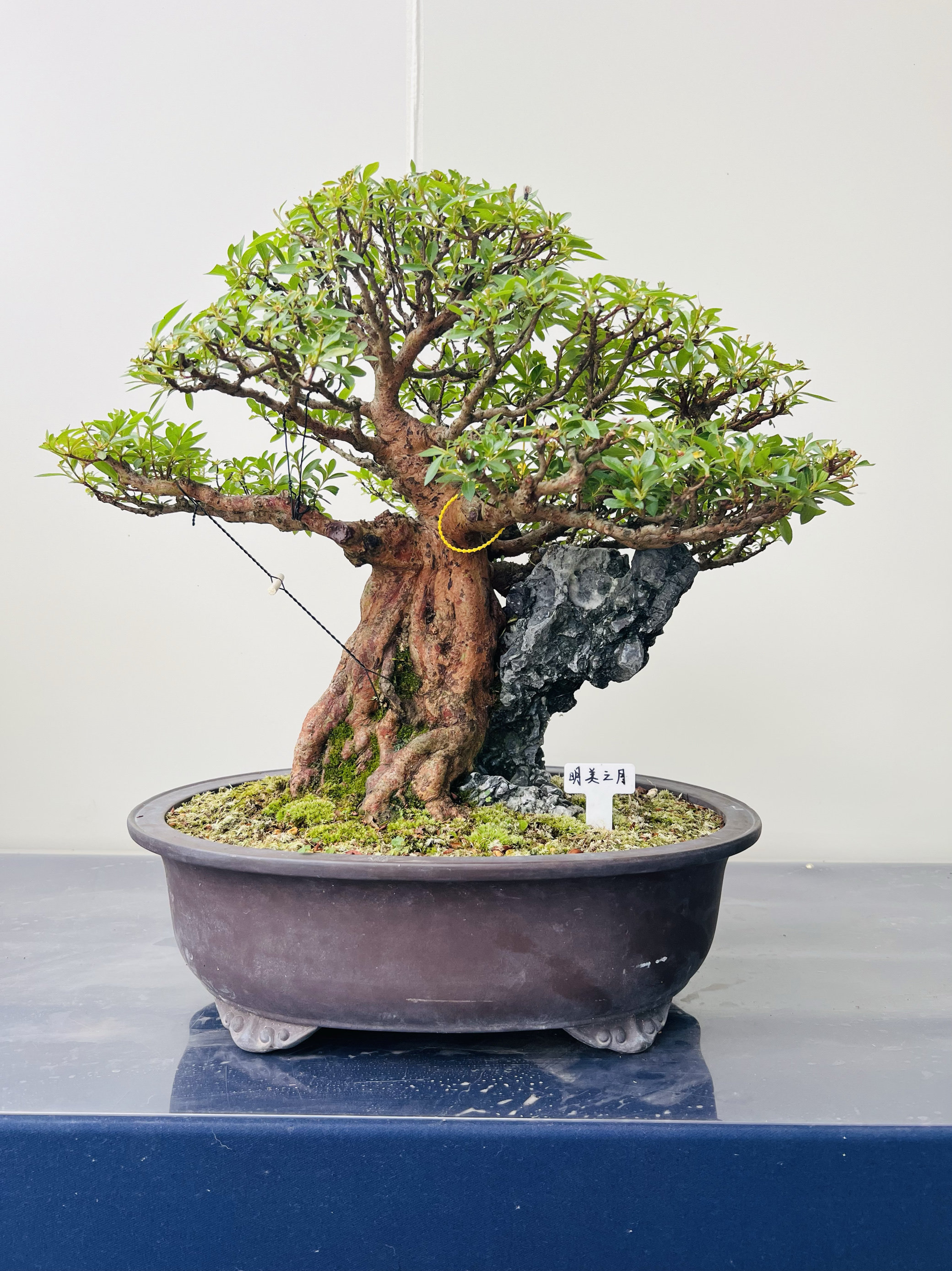 进口皋月杜鹃品种:明美之月,适合庭院,阳台,客厅
