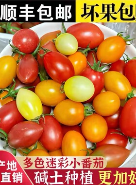 圣女果四色混装5斤新鲜水果红黄色夏日阳光贝贝千禧小番茄柿子