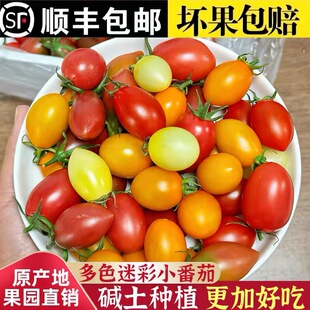 圣女果四色混装5斤新鲜水果红黄色夏日阳光贝贝千禧小番茄柿子