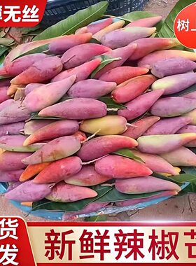 2026年树上熟辣椒芒果牙签芒尖椒芒稀有手指芒非贵妃芒果5斤包邮