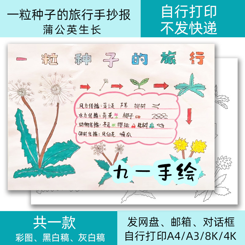 一粒种子的旅行蒲公英生长手抄报模板电子线稿涂色8k开14开a4a3
