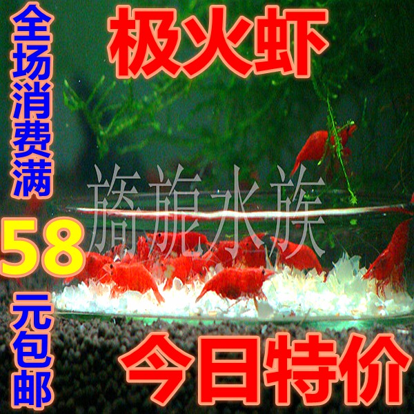 极火虾急火虾烤漆虾樱花虾观赏虾活体琉璃虾金背虾蓝丝绒香吉士虾