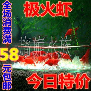 极火虾急火虾烤漆虾樱花虾观赏虾活体琉璃虾金背虾蓝丝绒香吉士虾