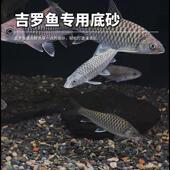 铁胆沙鱼缸底砂造景沙天然黑工砂乌龟缸石头水族箱装 饰鳌虾吉罗鱼