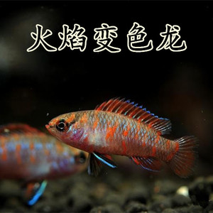 热带鱼观赏鱼活体火焰变色龙鱼火焰变色龙蓝帆变色龙包活热卖中