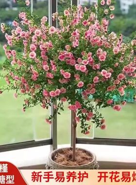 小木槿棒棒糖花苗蓝雪花庭院阳台月季花卉盆栽室内好养植物带花苞