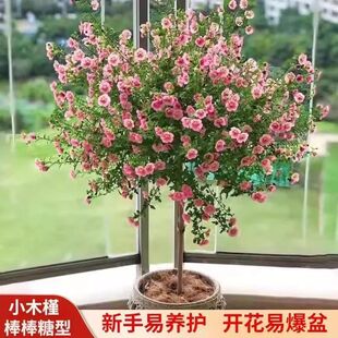 小木槿棒棒糖花苗蓝雪花庭院阳台月季花卉盆栽室内好养植物带花苞