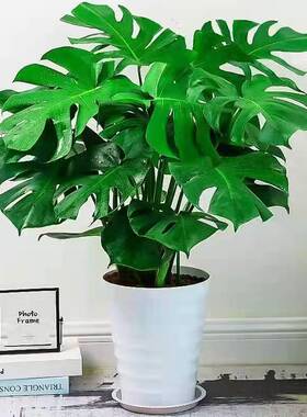 龟背竹大叶四季长青花卉绿植盆栽四季好养活净化空气绿植卧室