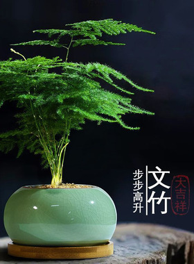 小文竹植物盆栽室内办公室摆件茶书房桌面绿植花卉好养客厅小盆景