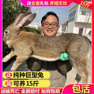 兔子活物公母一对可繁殖大型肉兔