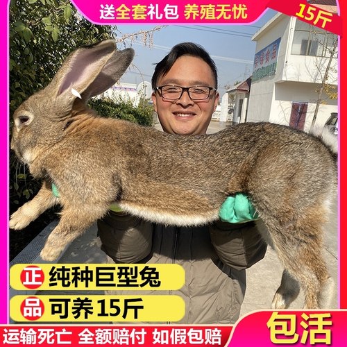 比利时兔子活物大肉兔家养月月兔