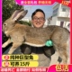 兔子活物公母一对散养大型肉兔比利时兔繁殖食用种兔活体兔子活苗
