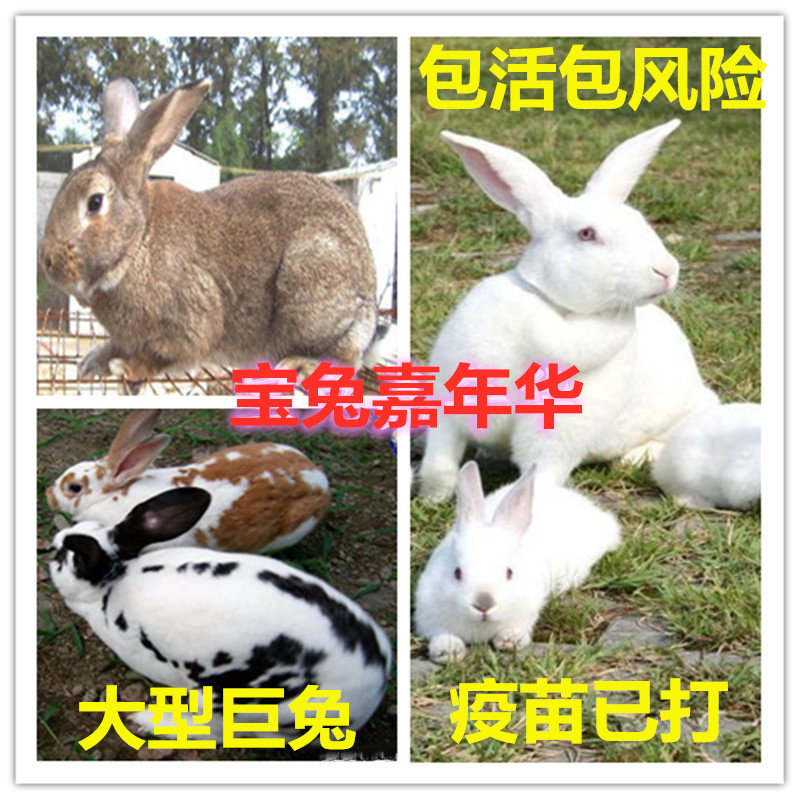大型肉兔花巨兔肉兔活物比利时兔子活体新西兰小白兔宠物兔种兔苗在类目 宠物/宠物食品及用品, 兔类及其用品, 兔中 - 来自Buy2taobao.com提供专业的淘宝代购服务