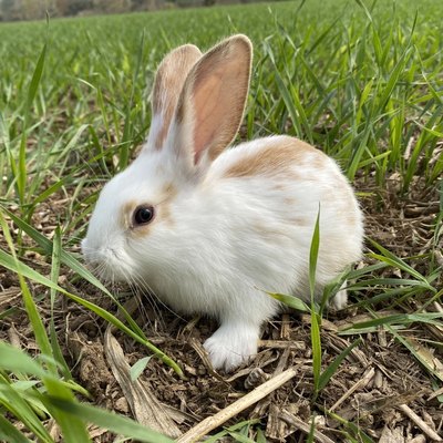 兔子活体肉兔幼兔苗新西兰小白兔