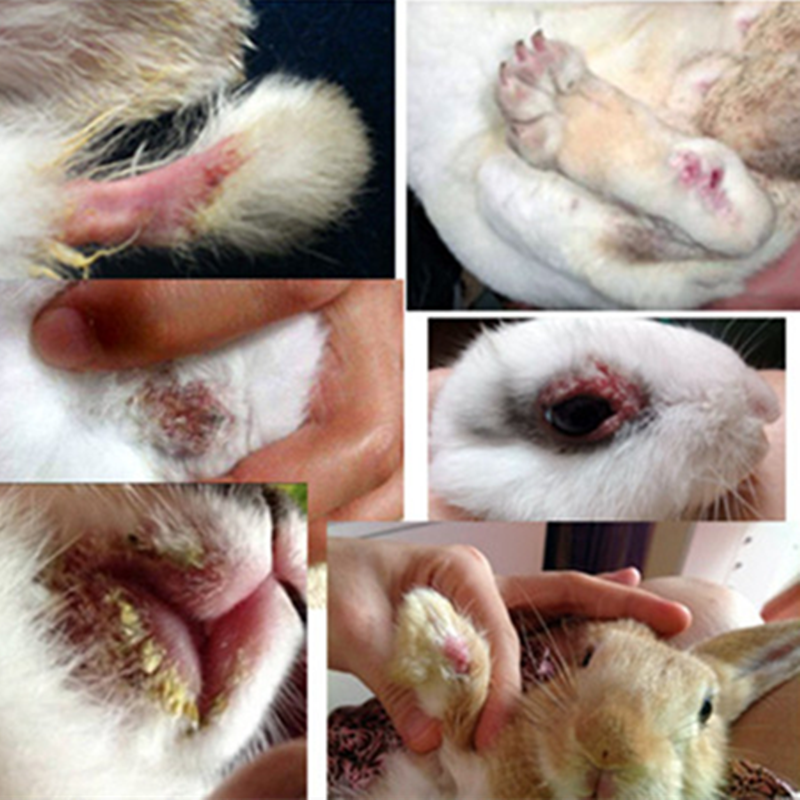 Fungi treatment Pets Cats and dogs Hamsters rabbit Dermatitis Mite Fungi Skin diseasein the Pet/Pet food and supplies , Rabbits and supplies , Rabbit  category - from Buy2taobao.com to provide professional Taobao agent buy service
