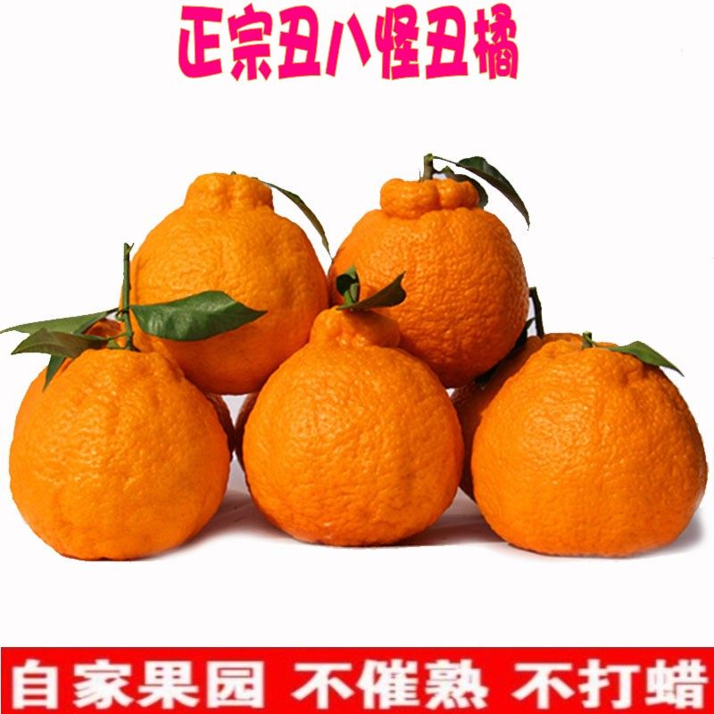 不知火丑八怪丑柑丑桔丑橘耙耙柑非爱媛柑橘新鲜水果10斤一箱|ruв категории водной мясо/свежие фрукты и овощи/еда, свежие фрукты, апельсин - от Buy2taobao.com для оказания профессиональной услуги покупки агента Taobao