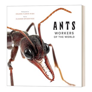 Ants World Eduard 世界工人 Niga 进口英语原版 英文版 the 蚂蚁 画册 进口原版 Workers Florin 英文原版 科普启蒙艺术精装