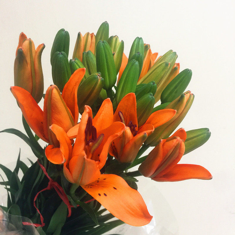 金百合亚洲百合鲜花上海同城速递无香家用瓶插花江浙沪皖两扎包邮