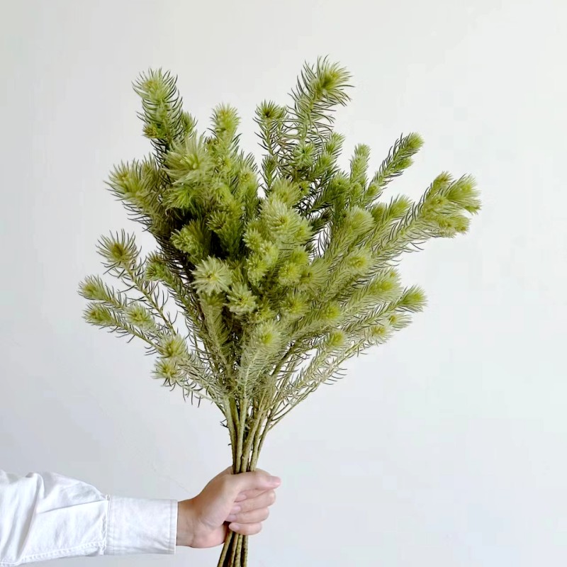 金鹅绒鲜切花上海同城速递家用瓶插花艺可做干花江浙沪皖两扎包邮
