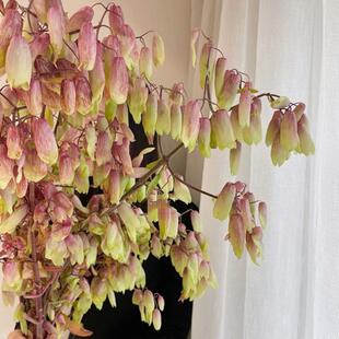 天灯花鲜切枝奇趣花材上海鲜花速递家用瓶插花艺江浙沪皖两扎包邮