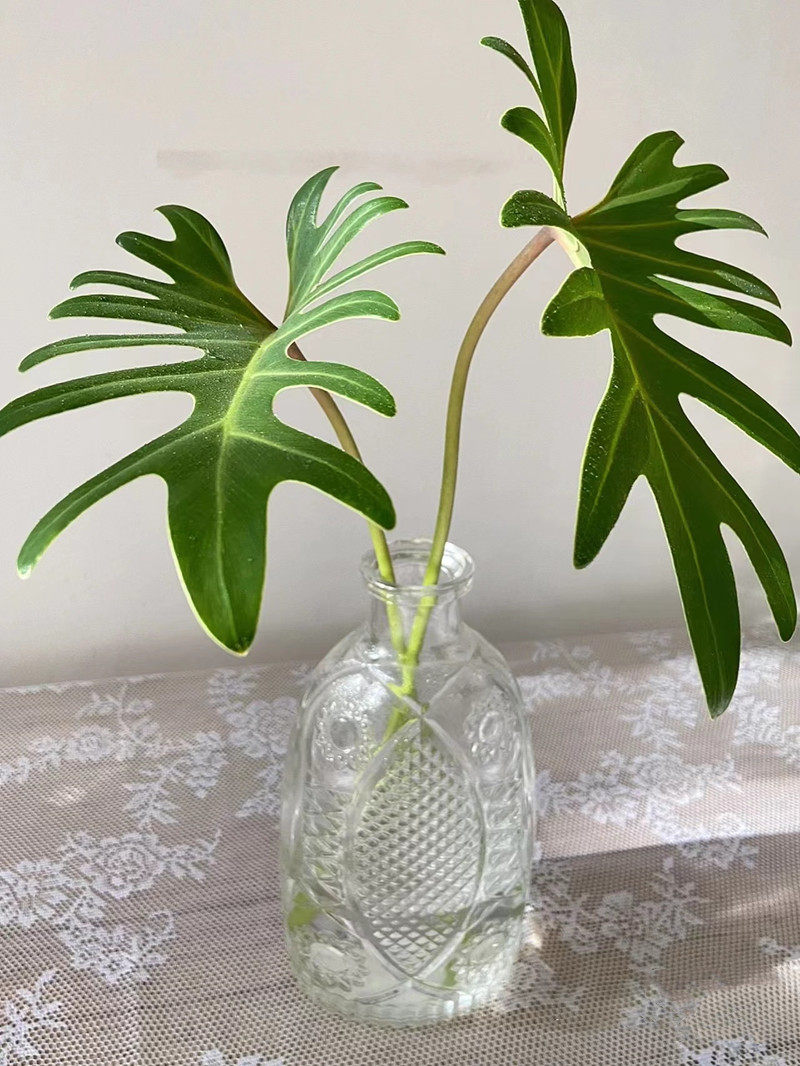 小天使鲜切叶上海鲜花同城速递辅叶花艺插花叶材配叶家用瓶插花